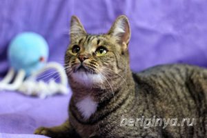 Кошка Охана приют Беригиня