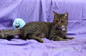 Кошка Охана приют Беригиня