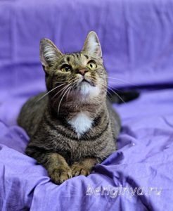 Кошка Охана приют Беригиня