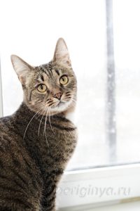 Кошка Охана приют Беригиня