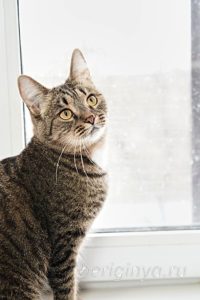 Кошка Охана приют Беригиня