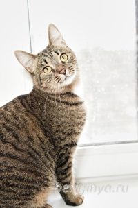 Кошка Охана приют Беригиня