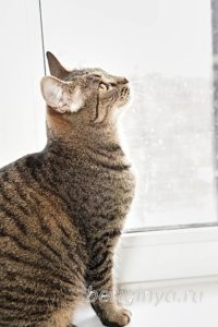Кошка Охана приют Беригиня