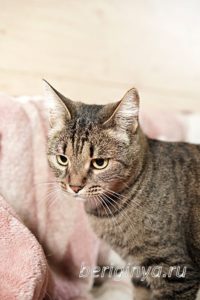 Кошка Охана приют Беригиня