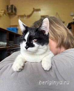 Кошка Ойя приют Беригиня