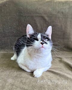 Кошка Ойя приют Беригиня