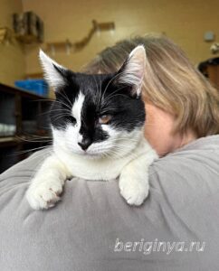 Кошка Ойя приют Беригиня