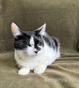 Кошка Ойя приют Беригиня