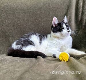 Кошка Ойя приют Беригиня
