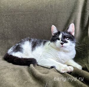 Кошка Ойя приют Беригиня
