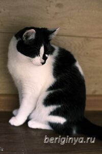 Кошка Оя приют Беригиня