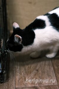 Кошка Оя приют Беригиня