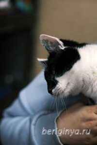 Кошка Оя приют Беригиня