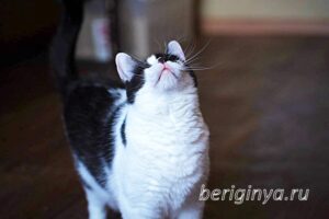 Кошка Оя приют Беригиня