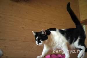Кошка Оя приют Беригиня
