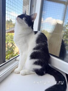 Кошка Оя приют Беригиня