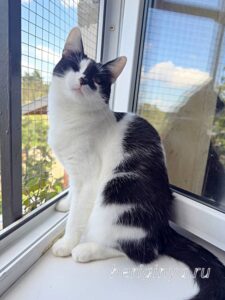 Кошка Оя приют Беригиня