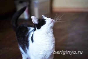 Кошка Оя приют Беригиня