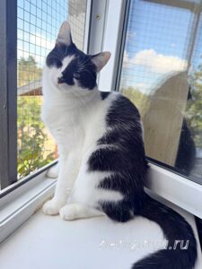 Кошка Оя приют Беригиня