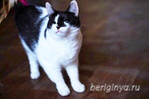Кошка Оя приют Беригиня