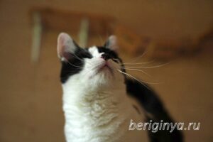 Кошка Оя приют Беригиня