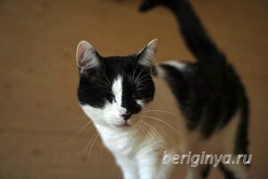 Кошка Оя приют Беригиня