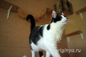 Кошка Оя приют Беригиня