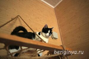 Кошка Оя приют Беригиня