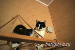 Кошка Оя приют Беригиня