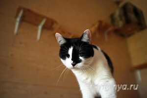 Кошка Оя приют Беригиня