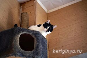 Кошка Оя приют Беригиня