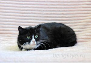 Кошка Пастила приют Беригиня
