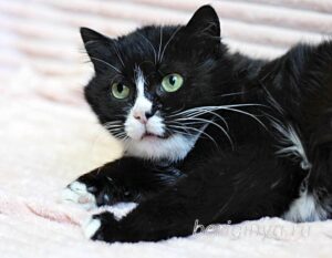 Кошка Пастила приют Беригиня