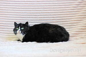 Кошка Пастила приют Беригиня