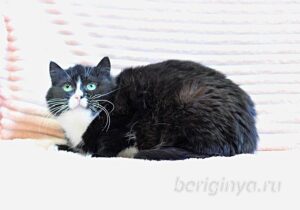 Кошка Пастила приют Беригиня