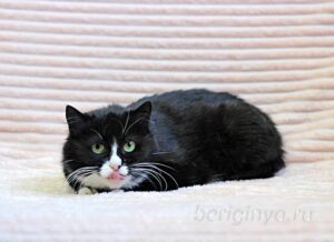 Кошка Пастила приют Беригиня