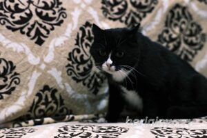 Кошка Пастила приют Беригиня