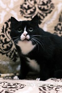 Кошка Пастила приют Беригиня