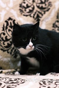 Кошка Пастила приют Беригиня