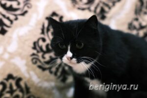 Кошка Пастила приют Беригиня