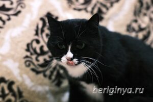 Кошка Пастила приют Беригиня