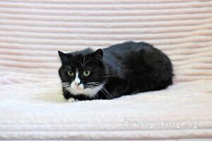 Кошка Пастила приют Беригиня