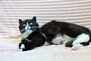 Кошка Пастила приют Беригиня