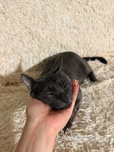 Кот Пижон приют Беригиня