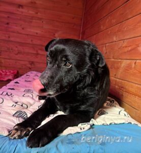 Собака Потапыч приют Беригиня