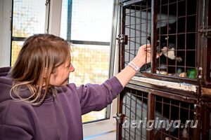 Программа "Приют для бездомных животных "Беригиня"