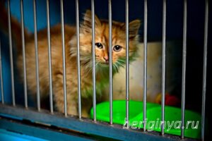 Программа "Приют для бездомных животных "Беригиня"