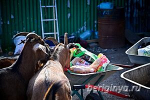 Программа "Приют для бездомных животных "Беригиня"