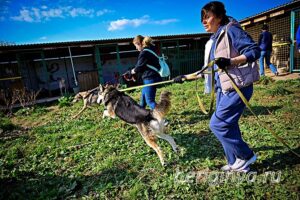 Программа "Приют для бездомных животных "Беригиня"
