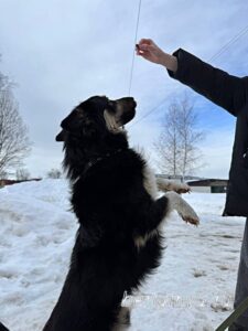 Собака Привет приют Беригиня